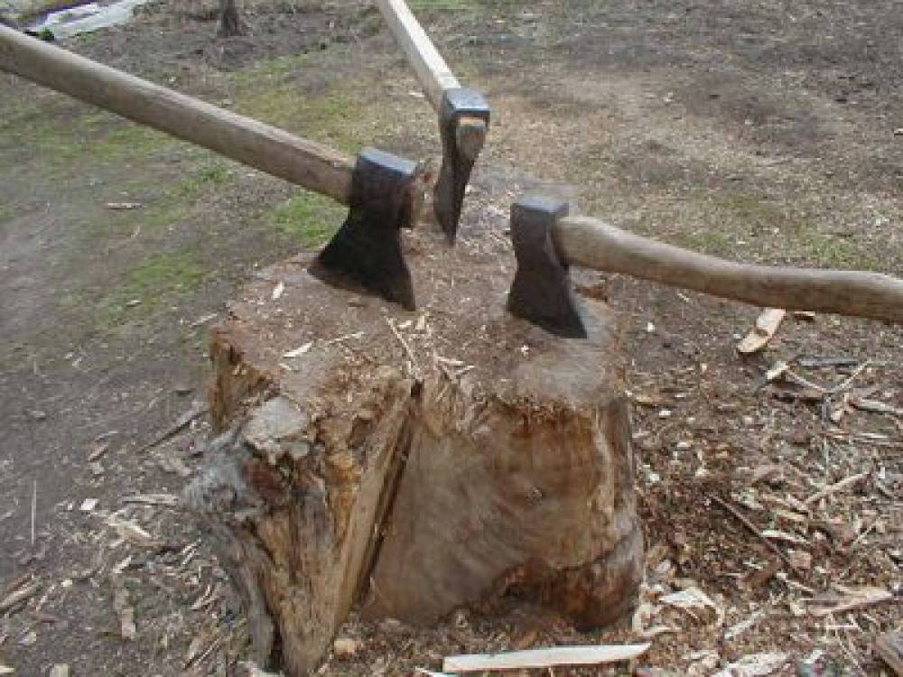 Դիլիջանի ոստիկանները ապօրինի ծառահատման դեպք են բացահայտել. 4 բոխի, 2 հացենի եւ 1 թխկի