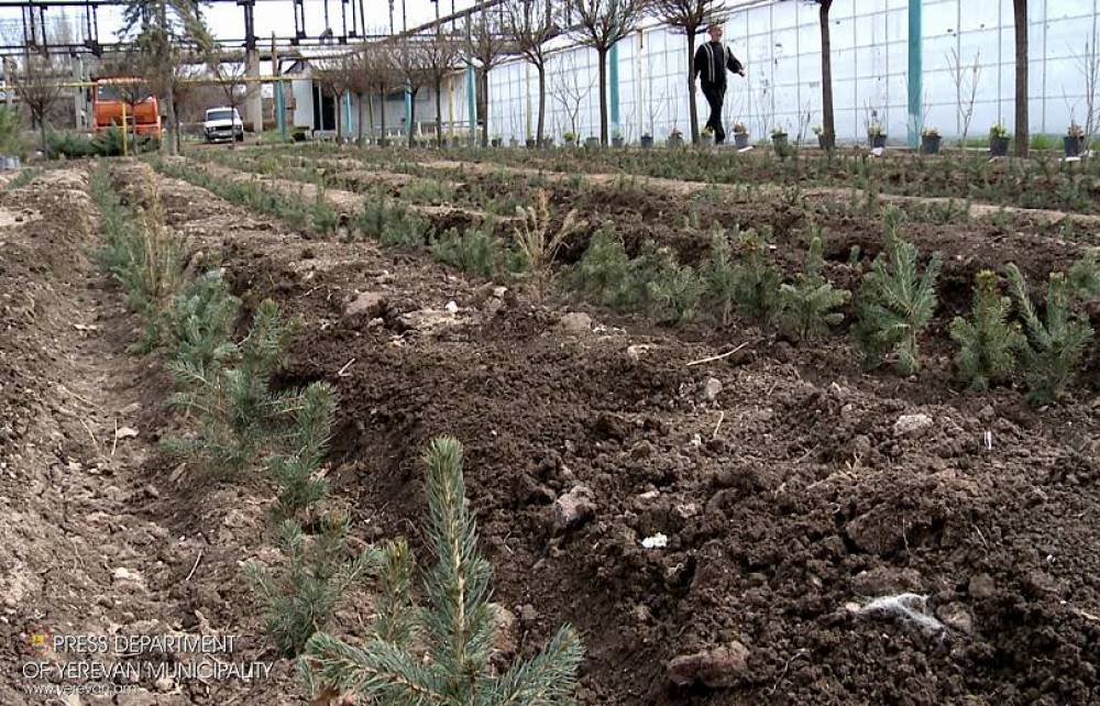 Երեւանի 2800-ամյակի առթիվ Գերմանիայի նվիրած 2800 եղեւնիները քաղաքային տնկարանում են