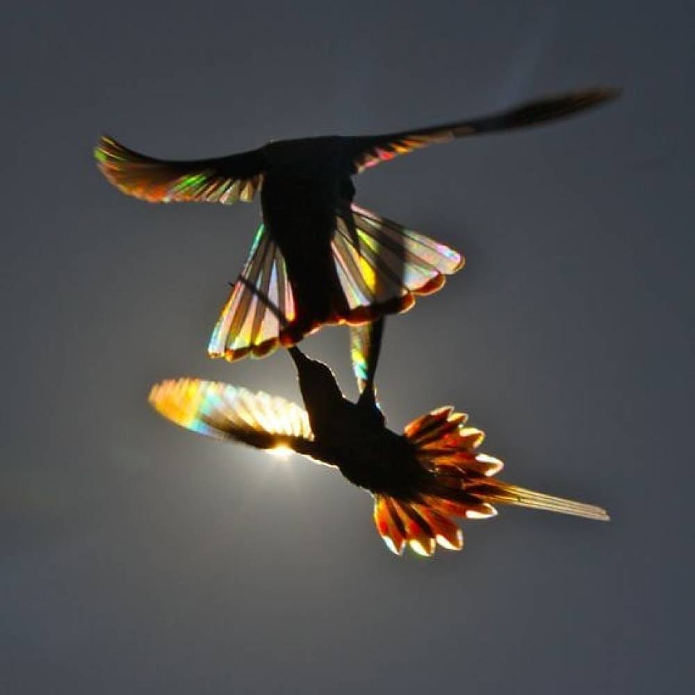 Աշխարհի ամենափոքր թռչնի՝ կոլիբրիի զարմանահրաշ լուսանկարները՝ ֆոտոշարքով