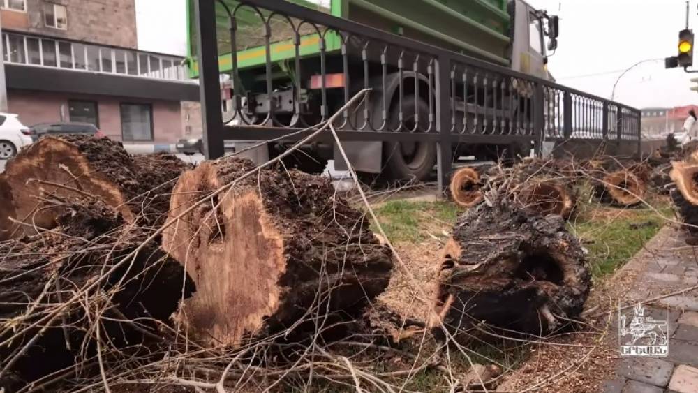 Բագրատունյաց փողոցում մեկնարկել են կենսունակությունը կորցրած ծառերի փոխարինման աշխատանքները