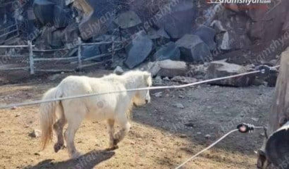 Երևանի կենդանաբանական այգում ապառաժ քարերը պոկվել ու թափվել են պոնիների պահման տարածքում