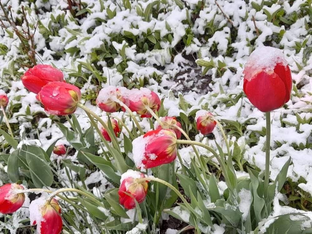 Ձյուն է գալու, առանձին հատվածներում կուղեկցվի բքով, ճանապարհներին կդիտվի մերկասառույց