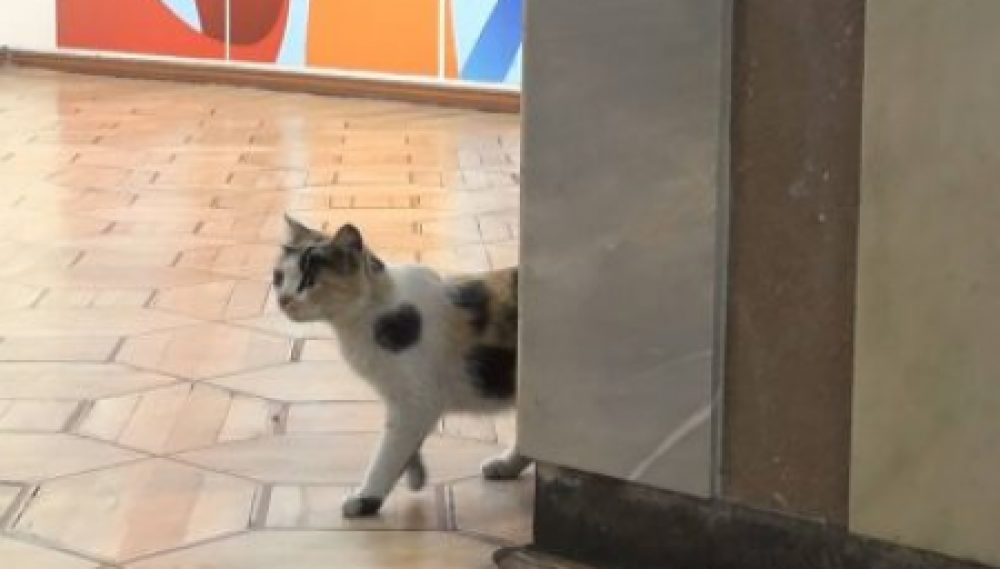 ԱԺ-ում կատու է «մոլորվել». ում է «փնտրում» միջանցքներում (տեսանյութ)