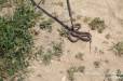 Տավուշի մարզում փրկարարները հայտնաբերել են իժ տեսակի օձ