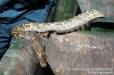 Փրկարարները հայտնաբերել են սահնօձ տեսակի օձ