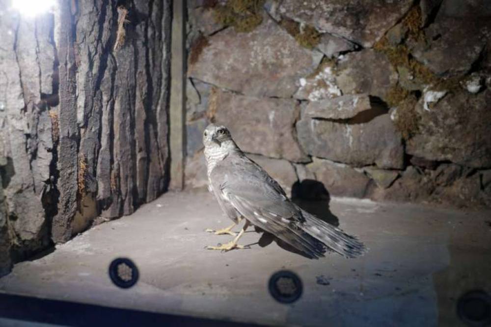 Հայտնաբերվել է Կարմիր գրքում գրանցված վիրավոր լորաճուռակ