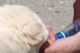 Բագրատ Սրբազանը ջուր է տալիս այսօր նվեր ստացած շանը (տեսանյութ)