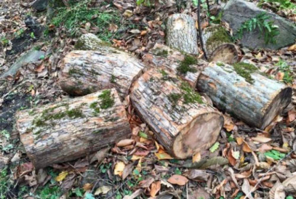 Սպիտակում ապօրինի ծառահատում կատարած քաղաքացիները խոստովանական բացատրություն են տվել