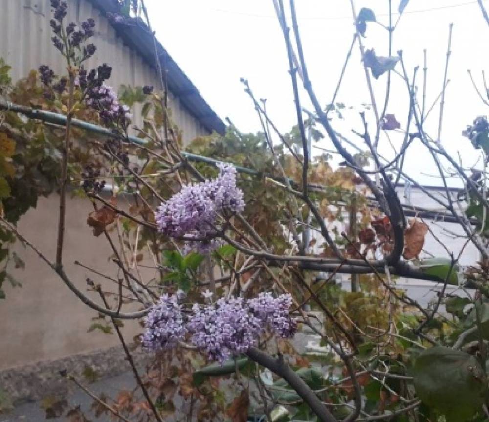 Օրվա կադր. Նոյեմբեր ամսին էջմիածնում յասամանը ծաղկել է