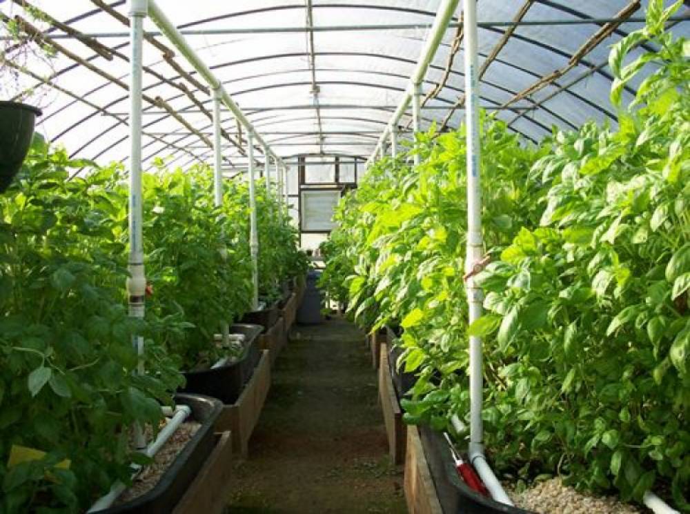 Ծանր վիճակ ջերմոցային տնտեսություններում. ի՞նչ բացասական սպասումներ են առկա. «Փաստ»