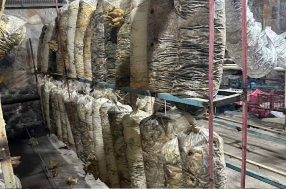 Աշտարակի դպրոցներից մեկի նկուղում սունկ են աճեցրել ու վաճառել․ օգտագործել են դպրոցի հոսանքն ու ջուրը