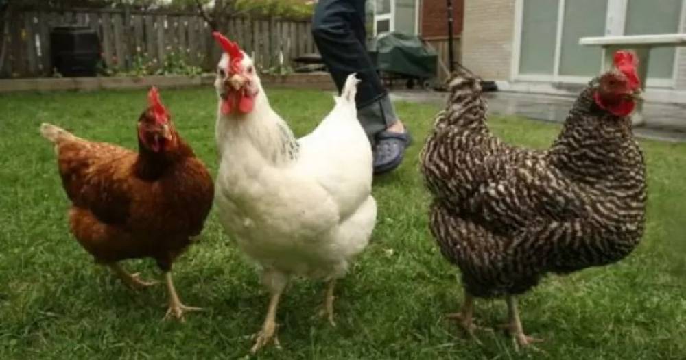 Շիրակի մարզում թոշակառու կինը գпղшցել է հարևանի աքլորները, իսկ շունը՝ հավերը