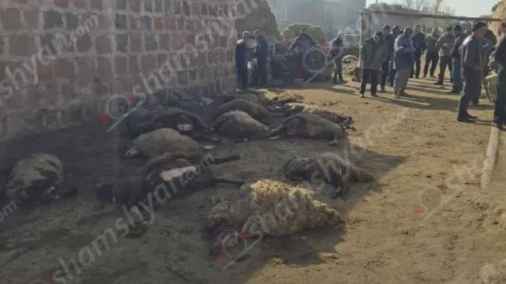 Գայլերի ոհմակը Արգինա գյուղում հոշոտել է 28 գլուխ ոչխար