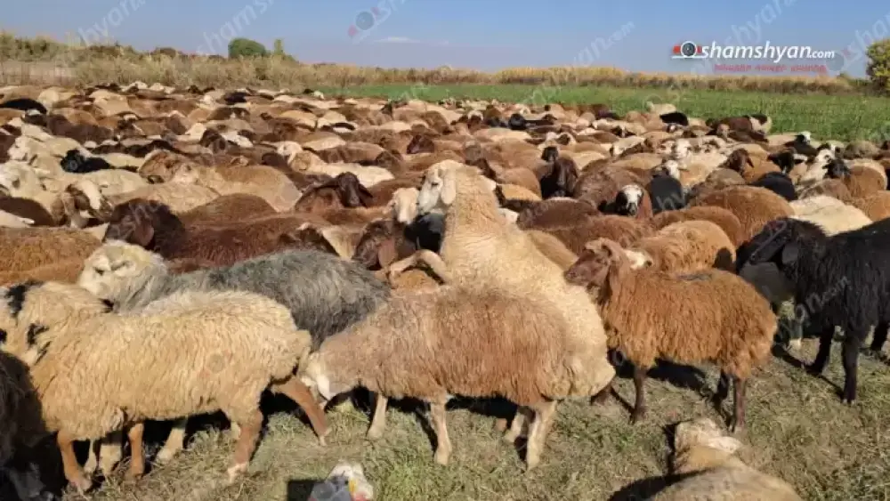 Գողացել են 39-ամյա քաղաքացուն պատկանող թվով 253 գլուխ ոչխար․ վնասի չափը 18 մլն դրամ է