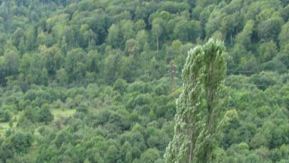 Դիլիջանի «Գառան քար»-ում մոլորվել է օտարազգի քաղաքացի