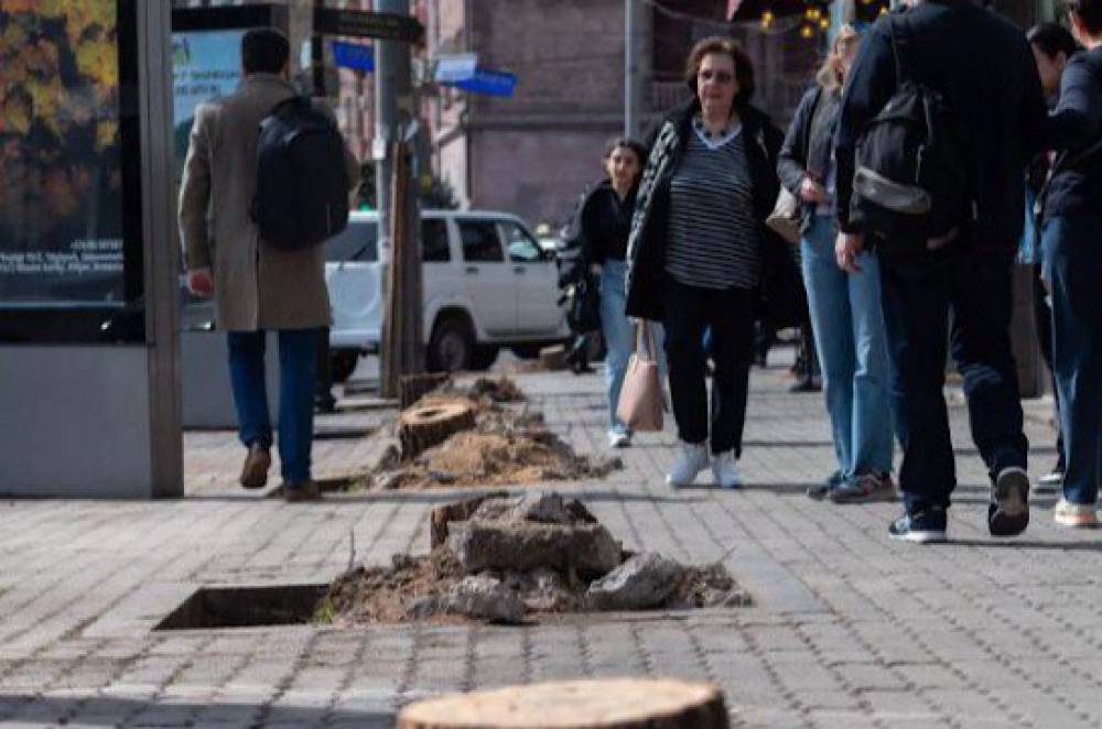 Կենսունակությունը կորցրած 1250 ծառ կհեռացվի. Երևանում շարունակվում են փոխարինման աշխատանքները