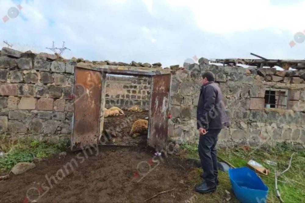 Ջրամբար գյուղում գայլերի ոհմակը մեծ թվով գառների է հոշոտել