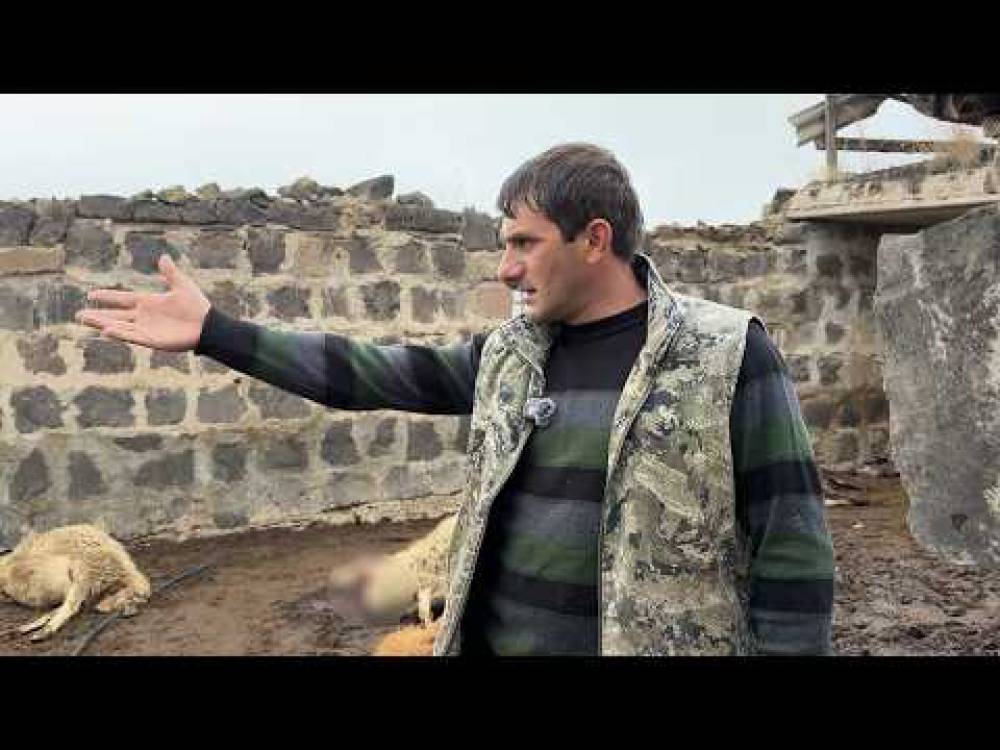 Գելը մտել, ցխել ա. Ջրամբար գյուղում գայլերի ոհմակը 51 ոչխար է հոշոտել