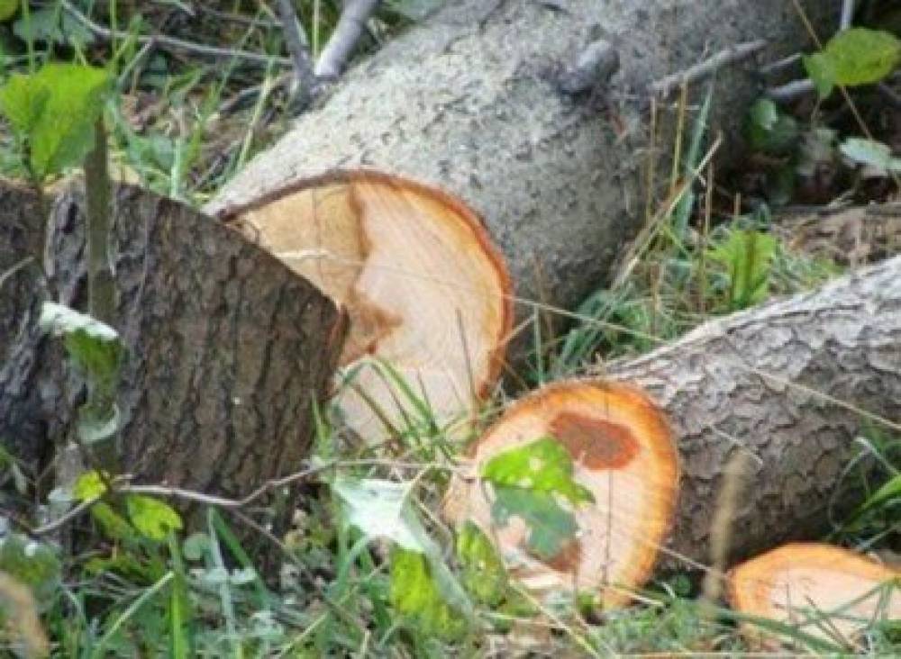 Հաղարծինում ապօրինի հատվել է հաճարենի