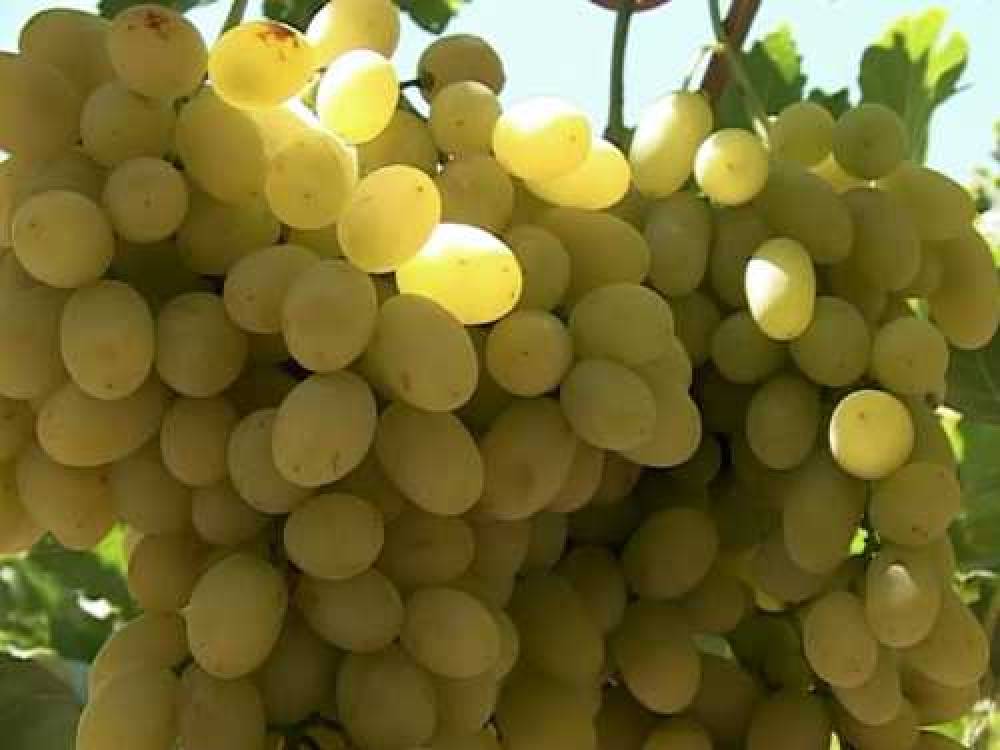 Երևանի «Արարատ» կոնյակի, գինու, օղու կոմբինատը կբարձրացնի խաղողի մթերման գինը. Գ. Ծառուկյան