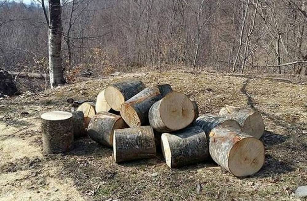 Հատել է Դսեղ գյուղի հարակից անտառի քամատապալ ծառերը. քաղաքացին հրավիրվել է ոստիկանության բաժին