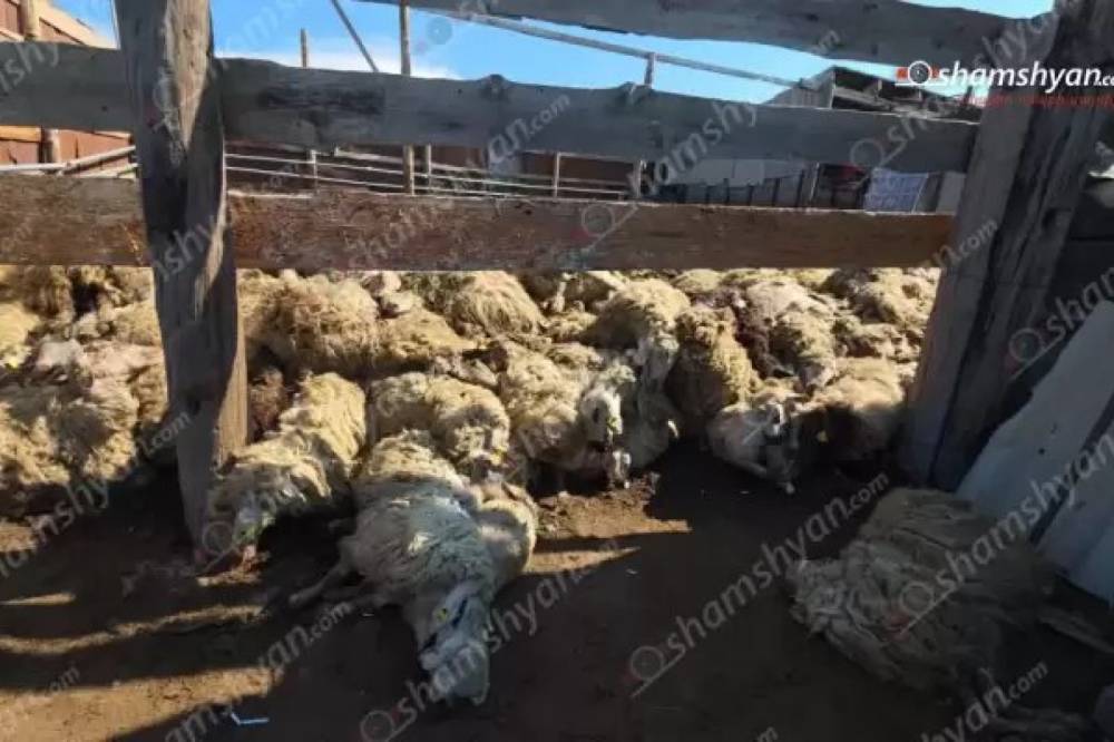 Ծաղկունքում գայլերի հարձակման հետևանքով 250-ից ավելի գառներ ու ոչխարներ են սատկել